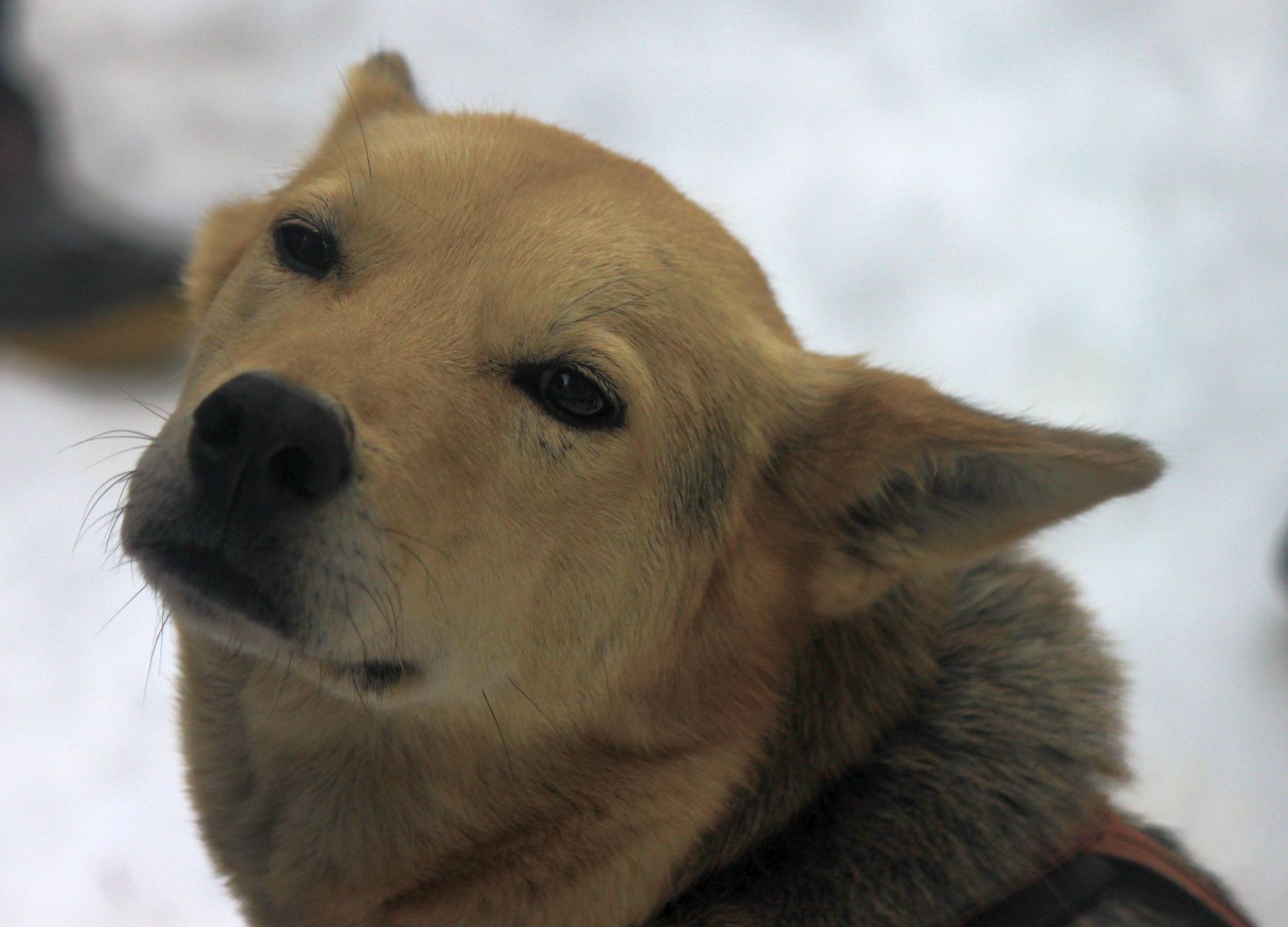 Dogsleddingdecember 287